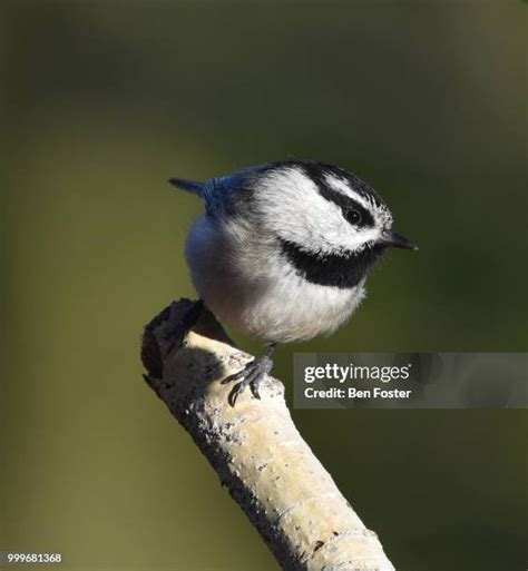 tits portrait|Great Tit Portrait Stock Photos and Pictures